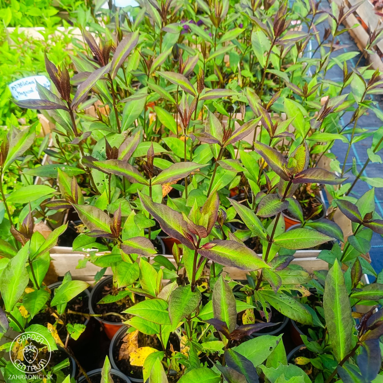 Obrázok Flox metlinatý (Phlox paniculata) ‘SWEET SUMMER MELODY’® - kont. C1,5L